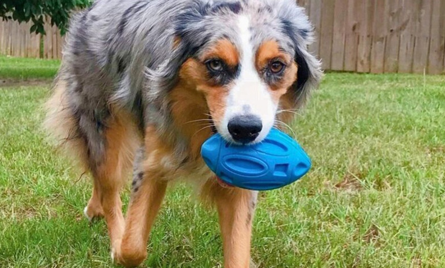 Image 8: Puppy Chew Ball Toy: 1 Pc - Blue or Orange