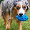 Image 8: Puppy Chew Ball Toy: 1 Pc - Blue or Orange
