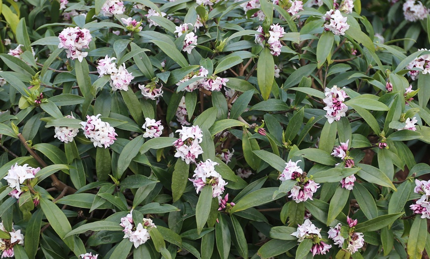 Image 2: Daphne 'Perfume Princess'