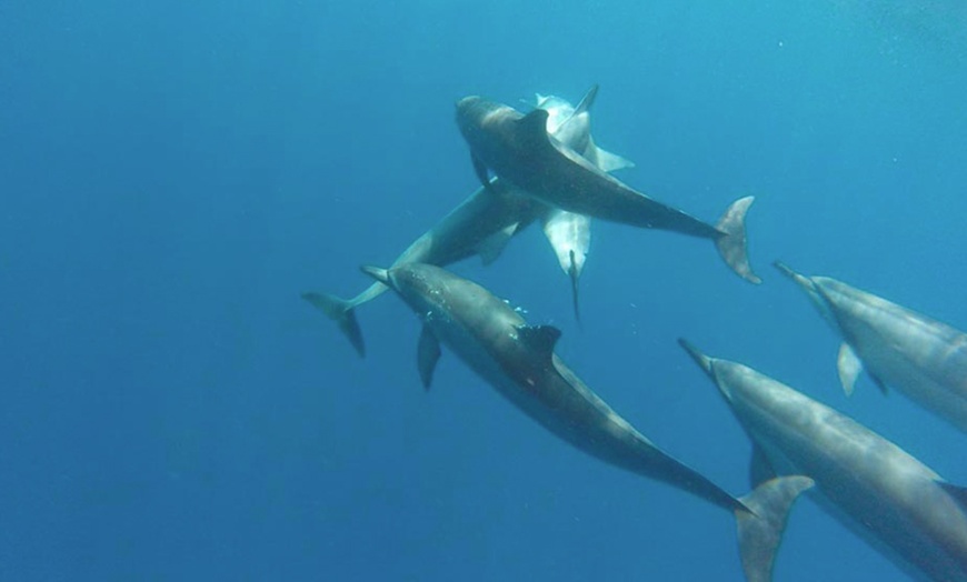 Image 14: Hawaiian Speed Boat Tour w/ Reef Snorkel, Sea Cave, Dolphins & Whales
