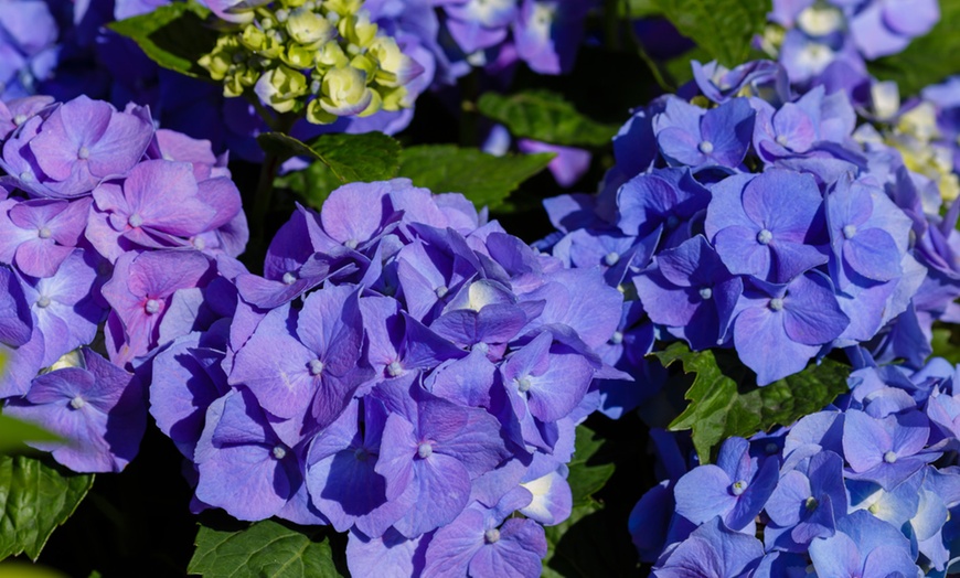 Image 3: Hydrangea So Long Ebony - 1, 3 or 5 Potted Plants