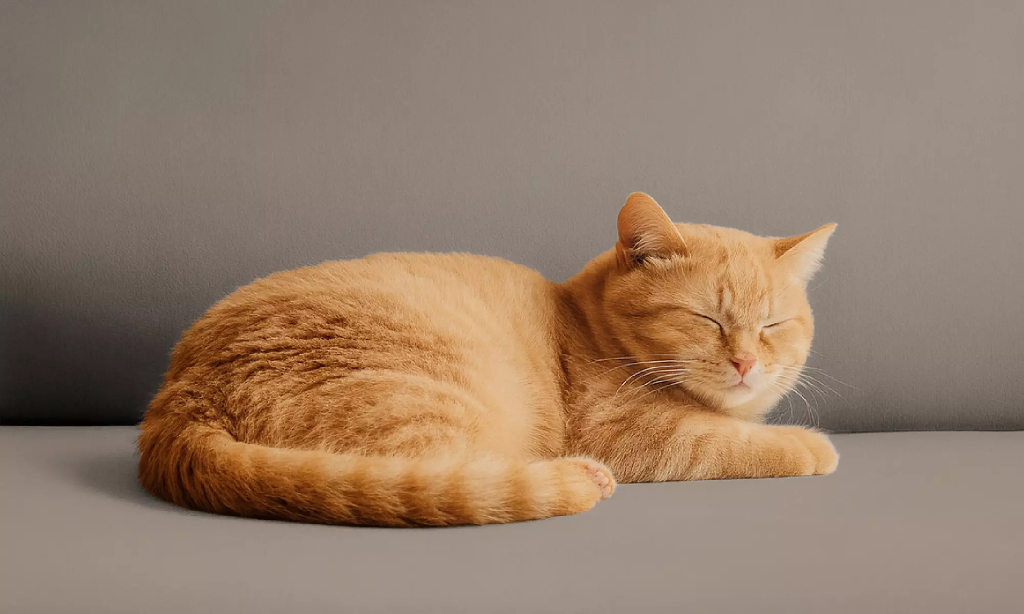 Copridivano o copripoltrona in velluto impermeabile