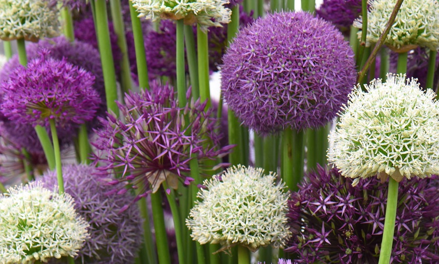 Image 1: Allium bloembollen