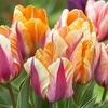 Image 3: Bulbes de tulipes "Tulipa Flaming Beauty"
