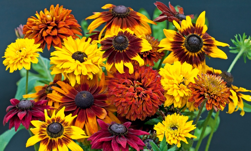 Image 5: Lucky Dip Summer Bedding Plants - Up to 144 Plants