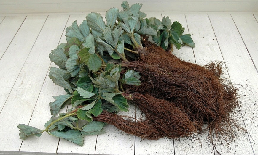 Image 5: Strawberry All Season Collection - 20 or 40 Plants
