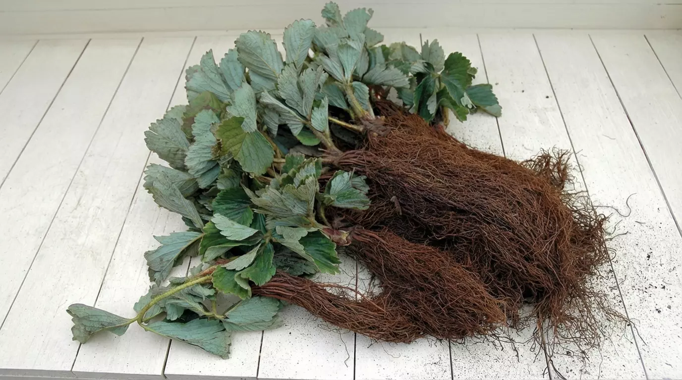 Strawberry All Season Collection - 20 or 40 Plants