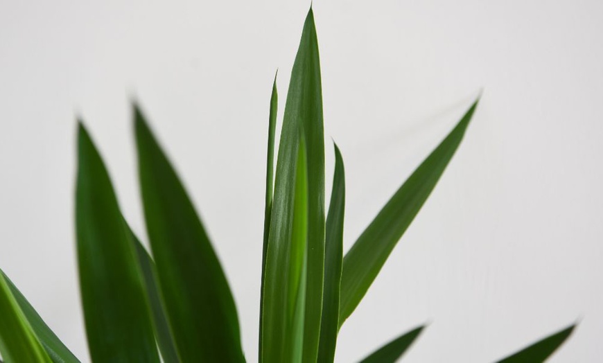 Image 6: Yucca Elephantipes Houseplant Single or Duo Stemmed - 1 or 2 