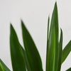 Image 6: Yucca Elephantipes Houseplant Single or Duo Stemmed - 1 or 2 