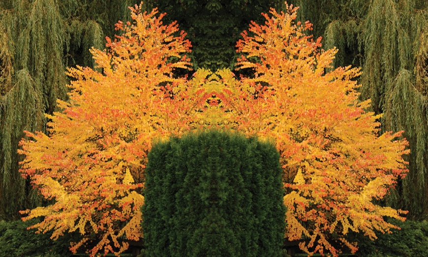 Image 13: Colour Changing Garden Trees - 4 Varieties - up to 3 Potted Plants