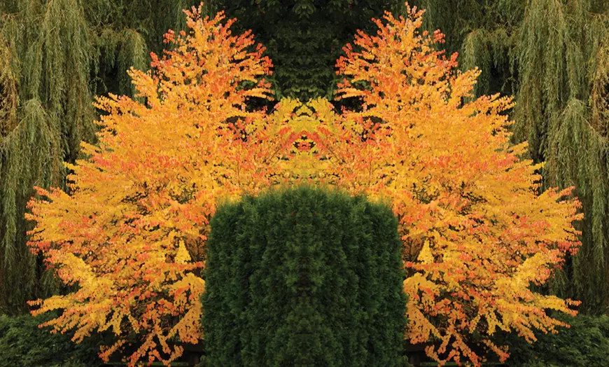 Image 13: Colour Changing Garden Trees - 4 Varieties - up to 3 Potted Plants