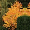 Image 13: Colour Changing Garden Trees - 4 Varieties - up to 3 Potted Plants
