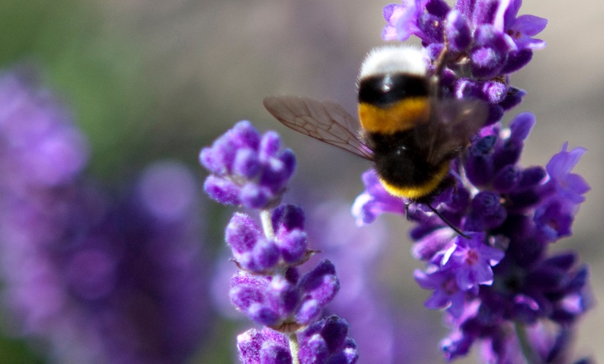 Image 5: Set of Lavender Plants