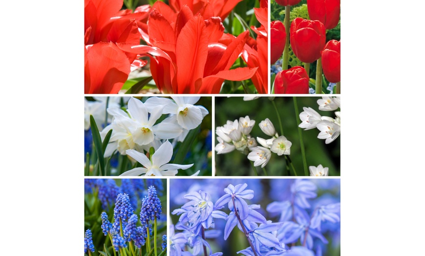 Image 5: 125 ou 250 bulbes à fleurs printanières Perfect Plant Deal B.V.