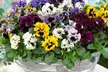 Pansy Frizzle Sizzle Mixed Collection – 24 or 48 plants - Image 4