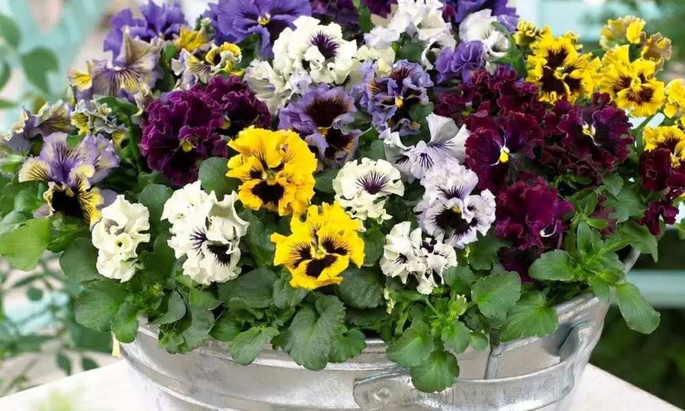 Pansy Frizzle Sizzle Mixed Collection – 24 or 48 plants
