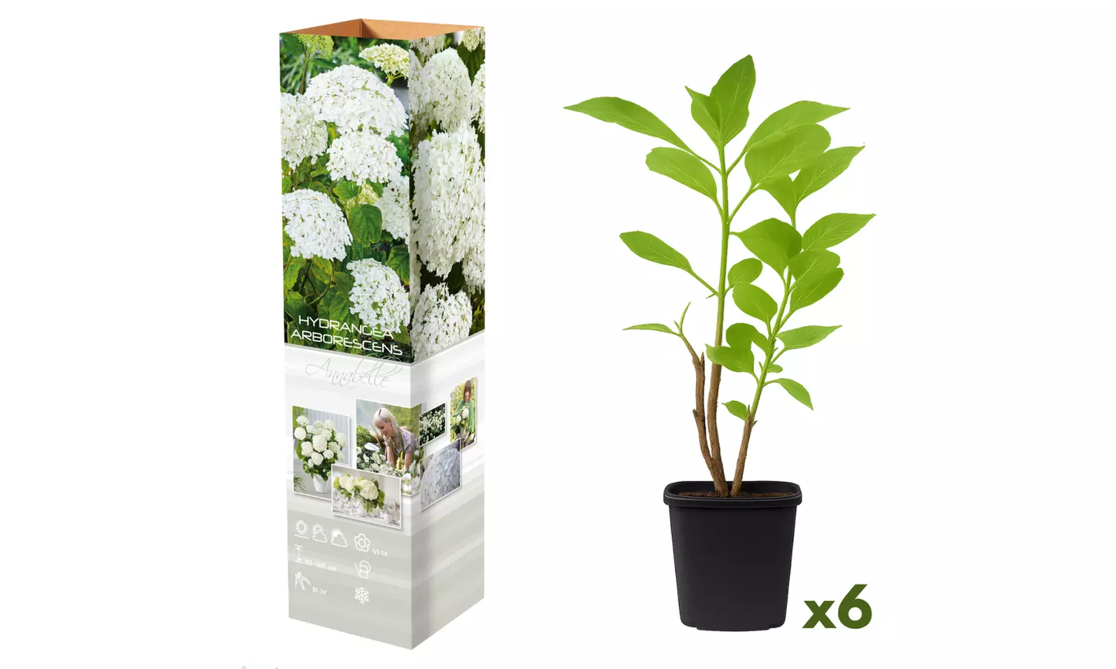 Set van 3 of 6 hortensia's