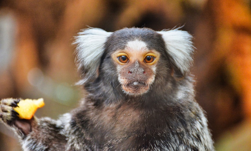 Image 8: Entrée enfant et/ou adulte pour le parc animalier Planet Exotica