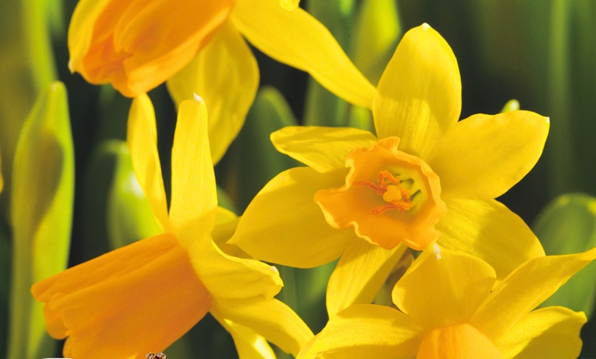 Image 2: Tot 50 Narcissus bloembollen