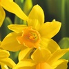 Image 2: Tot 50 Narcissus bloembollen