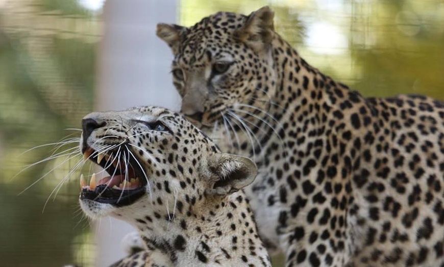 Image 5: Zoo and Learning Centre Entry: Child (AED 8), Adult (AED 25)