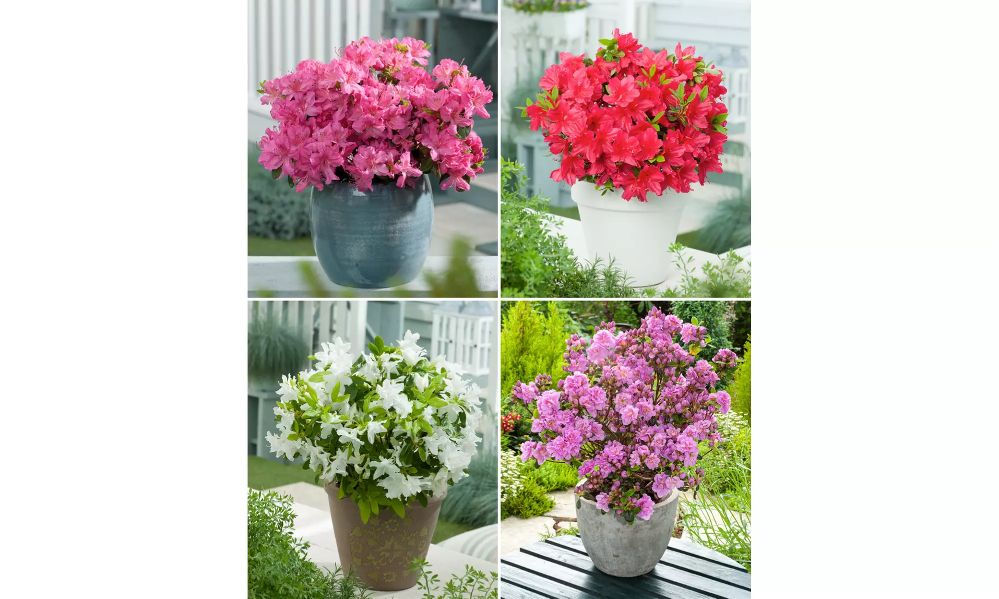 Set van 3, 4 of 8 Azalea's