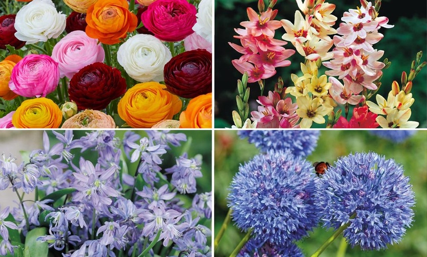 Image 2: Bumper Spring Bulb Collection - 500 or 1000 bulbs