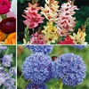 Image 2: Bumper Spring Bulb Collection - 500 or 1000 bulbs