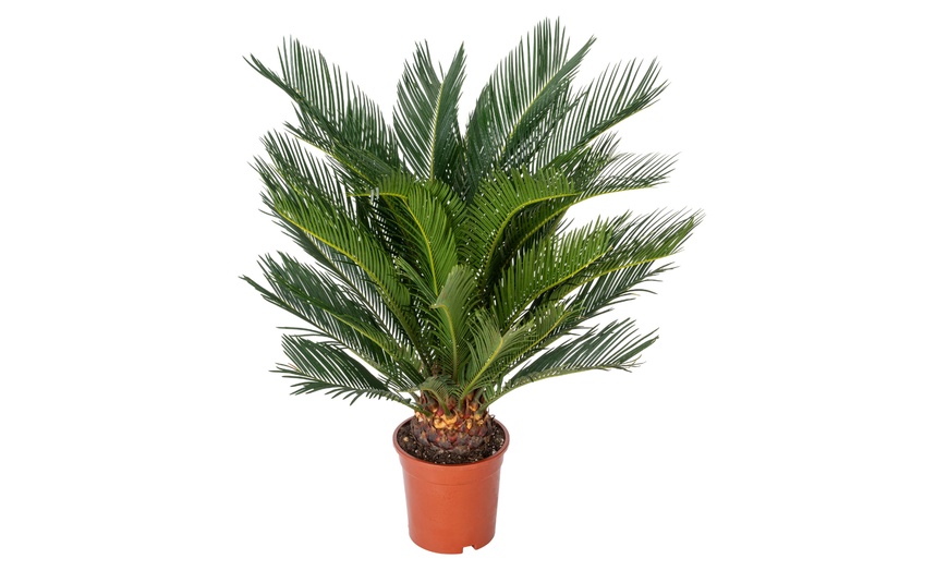 Image 4: 1 o 2 piante di palma giapponese Cycas Revoluta