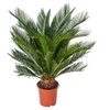 Image 4: 1 o 2 piante di palma giapponese Cycas Revoluta