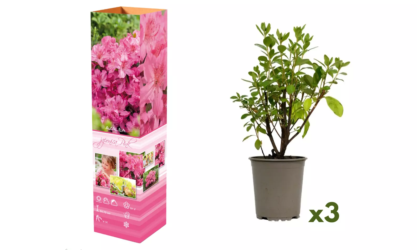 Set van 3, 4 of 8 Azalea's