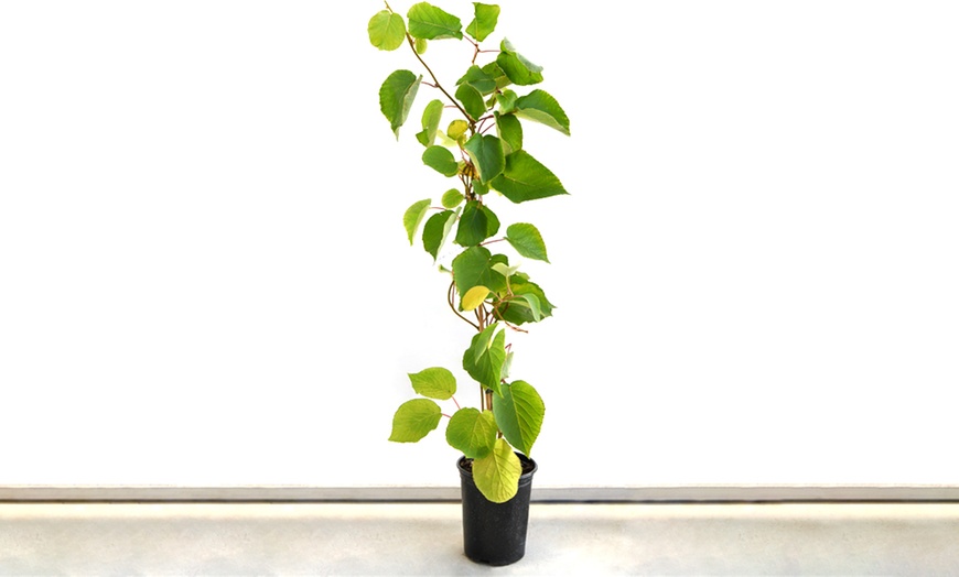 Image 3: One, Two or Three Self-Fertile Kiwi Jenny Plants