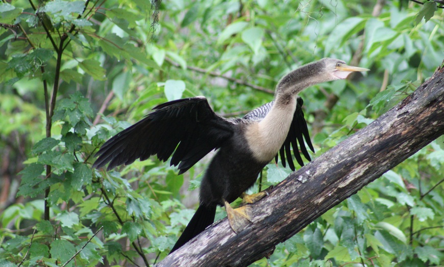 Image 13: Swamp Boat Tour for Two Adults - Up to 29% Off