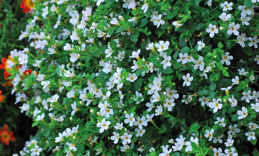 Image 1: Bacopa White Trailing – 24 plants