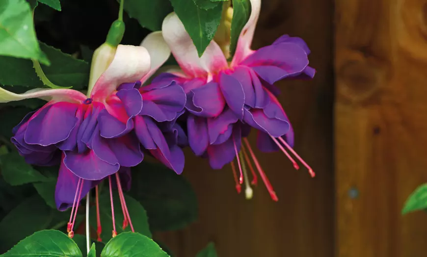 Image 8: Up to 100 Fuchsia Giant Mixed Collection Plants
