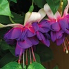 Image 8: Up to 100 Fuchsia Giant Mixed Collection Plants