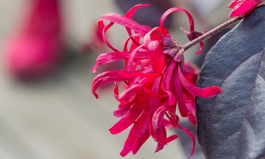 Image 3: 2er- oder 4er-Set Riemenblüten ‘Ever Red’