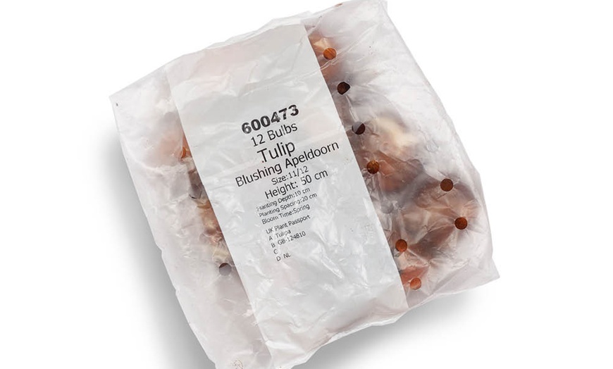 Image 5: One or Two Tulip Blushing Apeldoorn Spring Flowering Bulbs