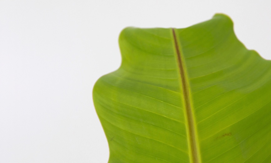 Image 4: Rootz Set of Two Musa Basjoo Hardy Banana Plants