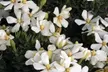 Gardenia Flowering Shrubs - Fragrant, Showy White Blooms, Hardy & Low-Maintenance Outdoor Plants, Free Shipping (Up to 15% Off) - Second Medium