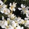 Image 2: Gardenias in Quart, 1 Gallon, and 3 Gallon Sizes with Free Shipping (Up to 24% Off)