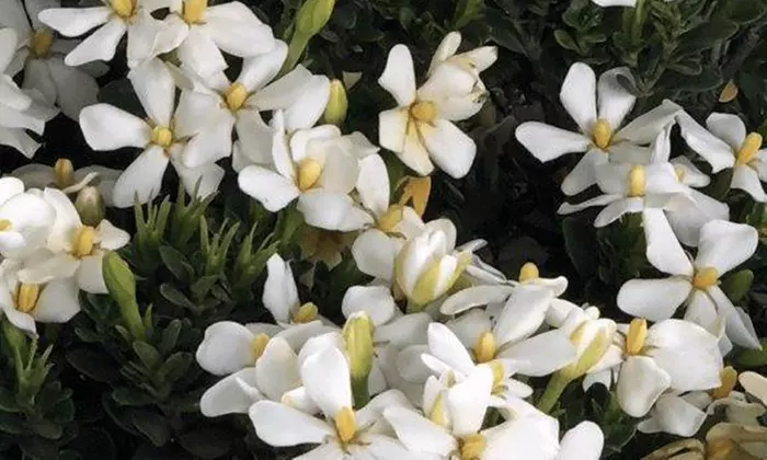 Gardenias in Quart, 1 Gallon, and 3 Gallon Sizes with Free Shipping (Up to 15% Off)