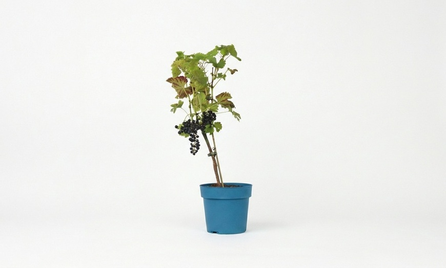 Image 4: Rootz Seedless Grapes: Vanessa, Nero, Himrod, and Mix