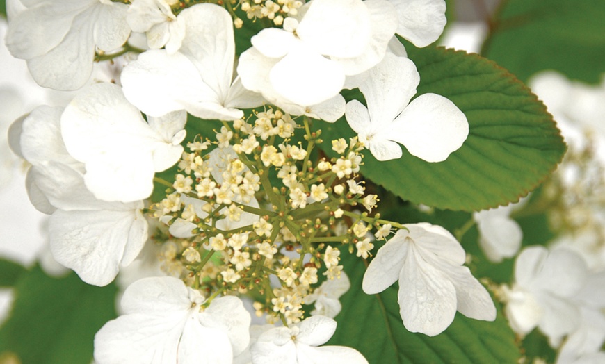 Image 12: Potted Viburnum Hardy Shrubs