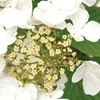 Image 12: Potted Viburnum Hardy Shrubs