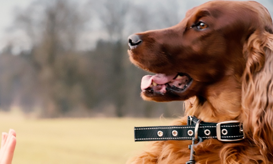 Image 1: Puppy Training Online Course with Certified Diploma