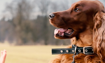 Puppy Training Course - Pet Addict