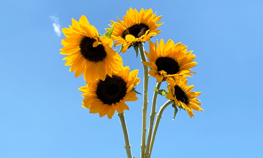 Image 1: Rose Farmers Farm-Fresh Sunflowers, Snapdragons, & Chrysanthemums (Up to 57% Off)
