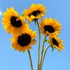 Image 2: Rose Farmers Farm-Fresh Sunflowers, Snapdragons, & Chrysanthemums (Up to 57% Off)