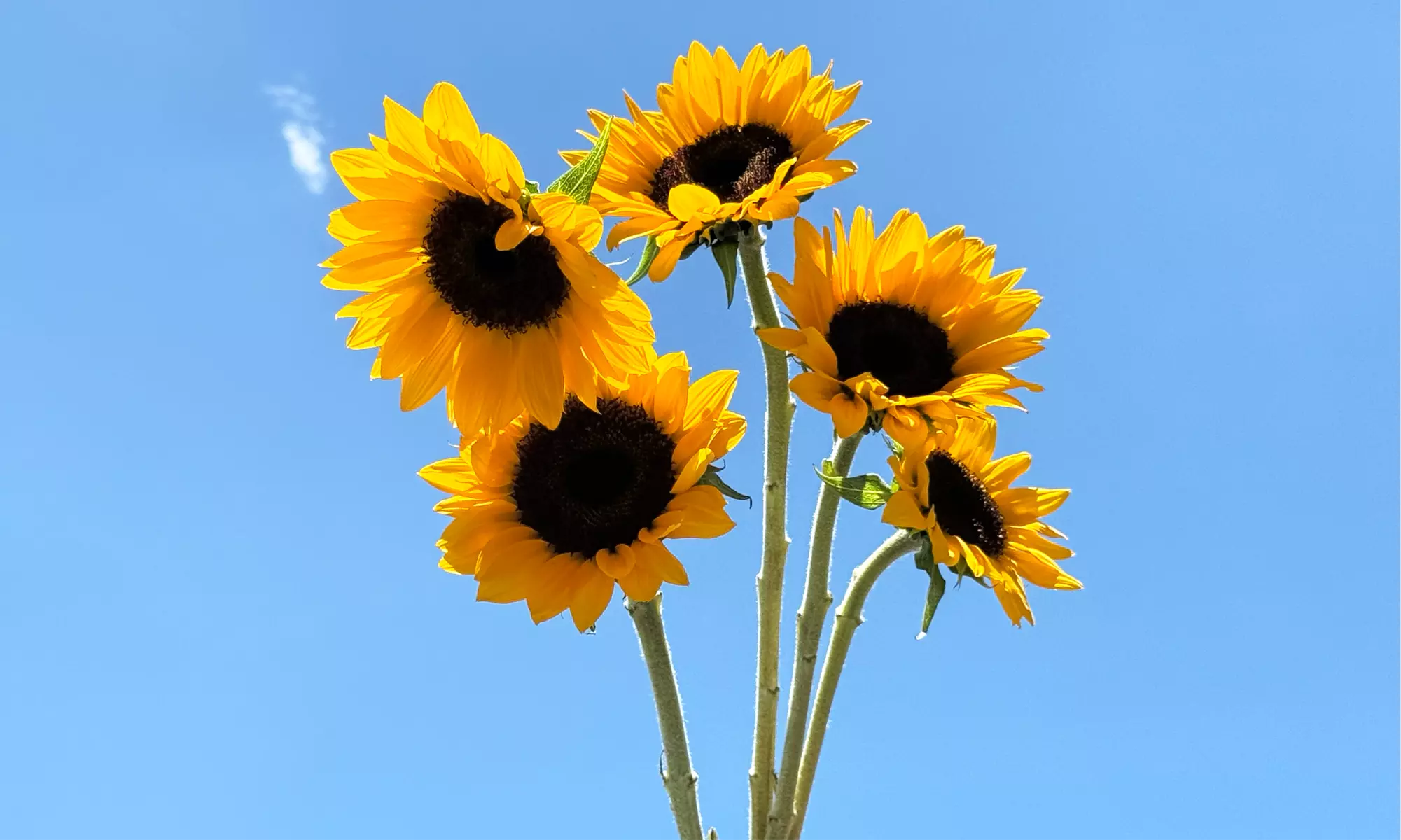 Brighten Any Moment with Rose Farmers' vibrant trio—Sunflowers, Snapdragons, & Chrysanthemums (Up to 57% Off) - Primary Image
